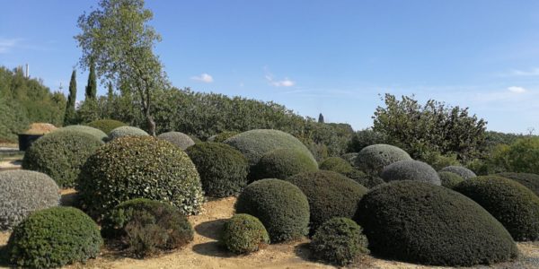 giardinoSensoriale_CentroMare (10)