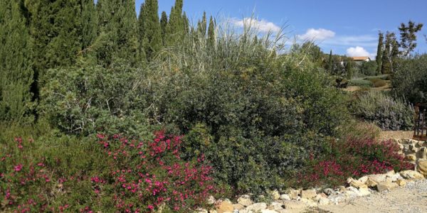 giardinoSensoriale_CentroMare (17)