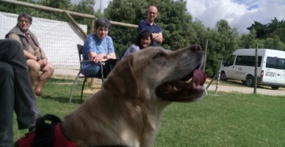 PetTherapy2018 (3)