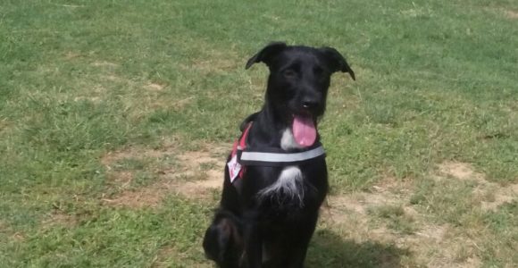 PetTherapy2018 (8)