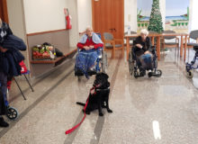 PetTherapyCostaDArgento (5)