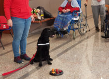 PetTherapyCostaDArgento (6)